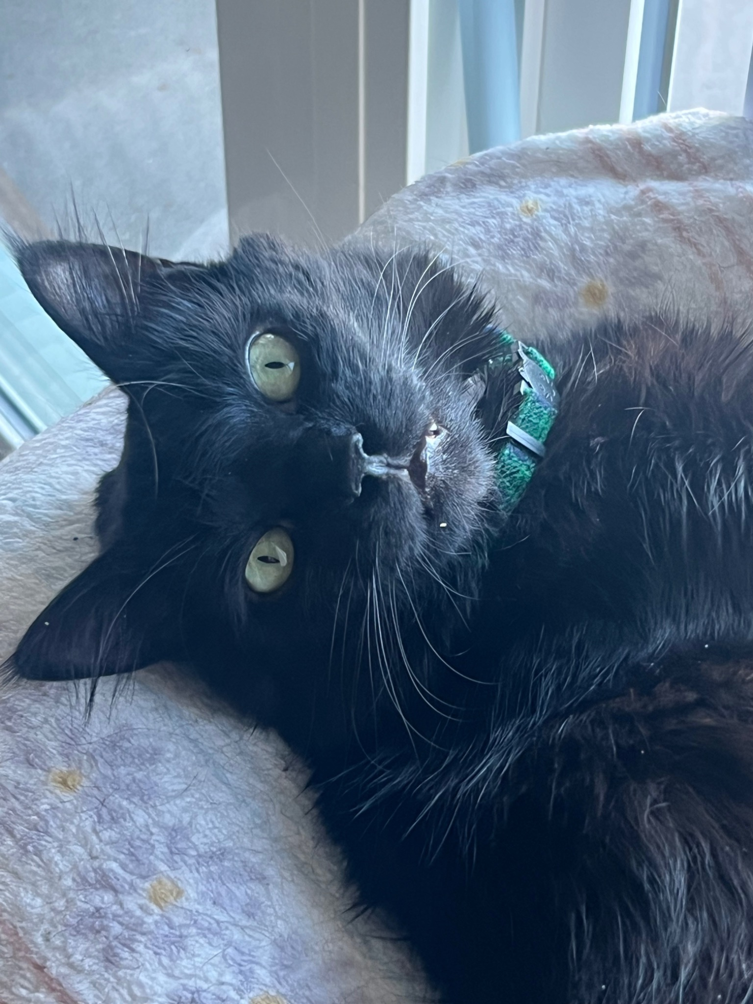 The Overlord, resting, green eyes
